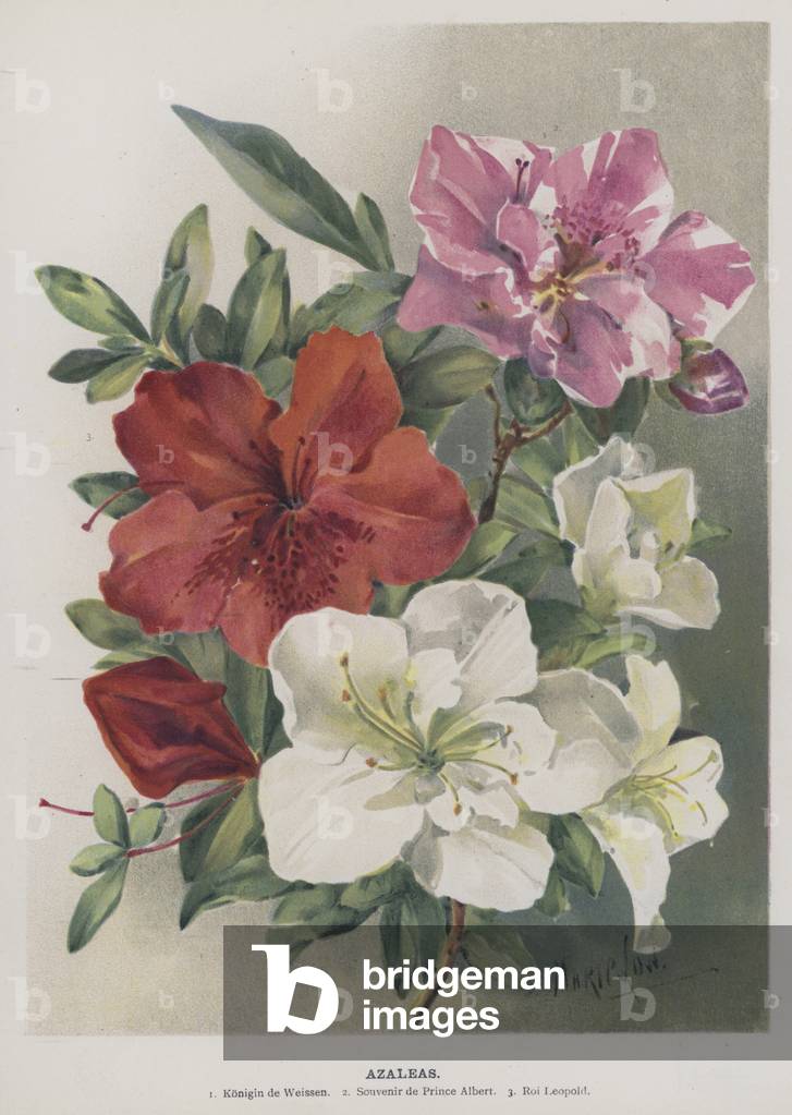 Azaleas (chromolitho)