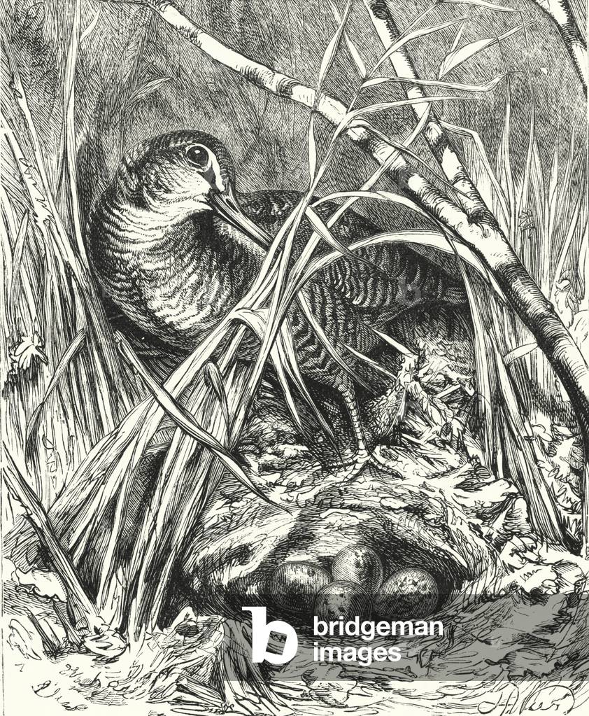 Snipe and Nest (engraving)