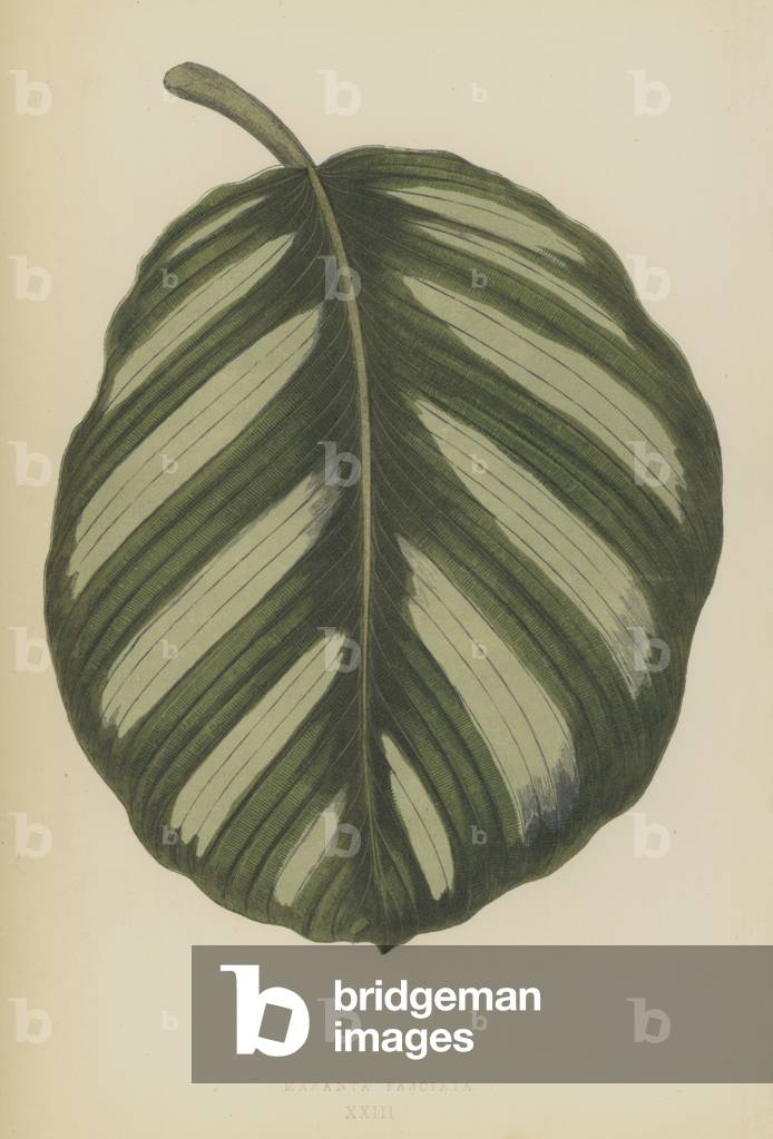 Maranta Fasciata (chromolitho)