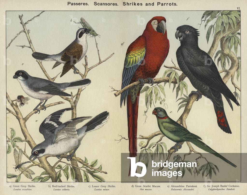 Passeres, Scansores, Shrikes and Parrots (colour litho)