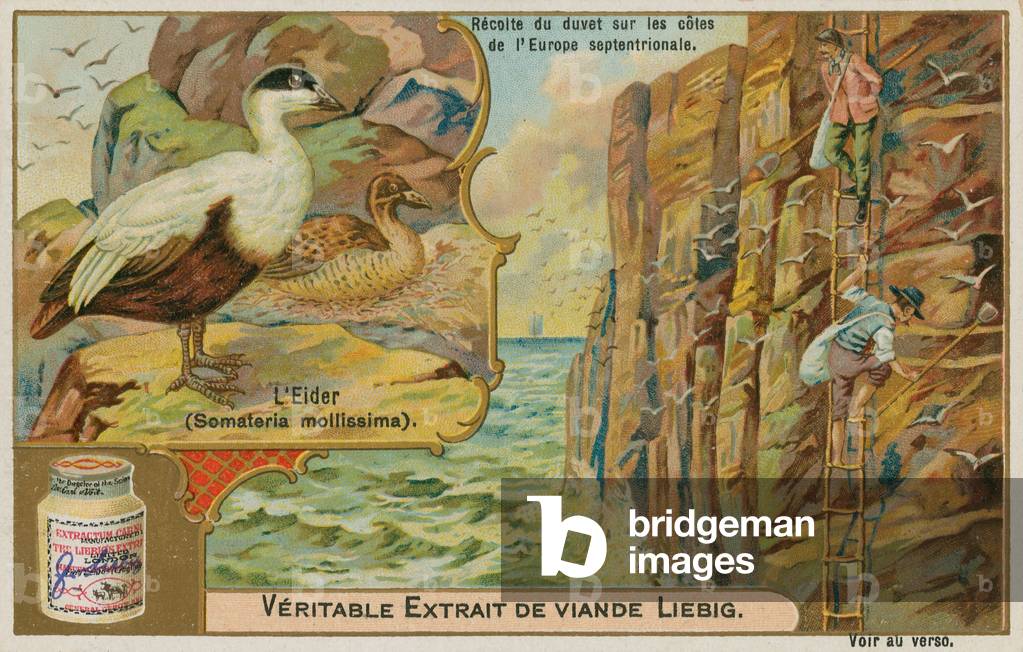 Eider Duck; gathering Eider down on a northern European coast (chromolitho)