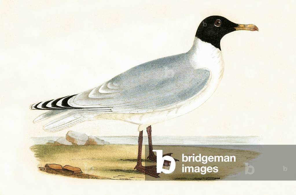 Great Black Headed Gull 19th by English Artist