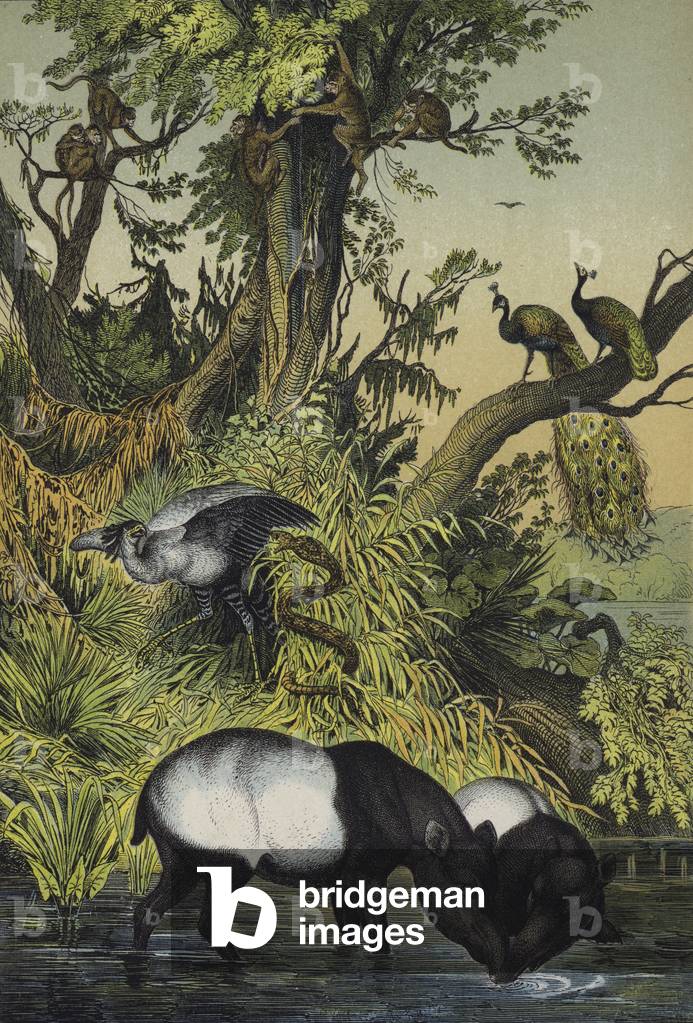 Animals of Malacca and Sumatra (colour litho)