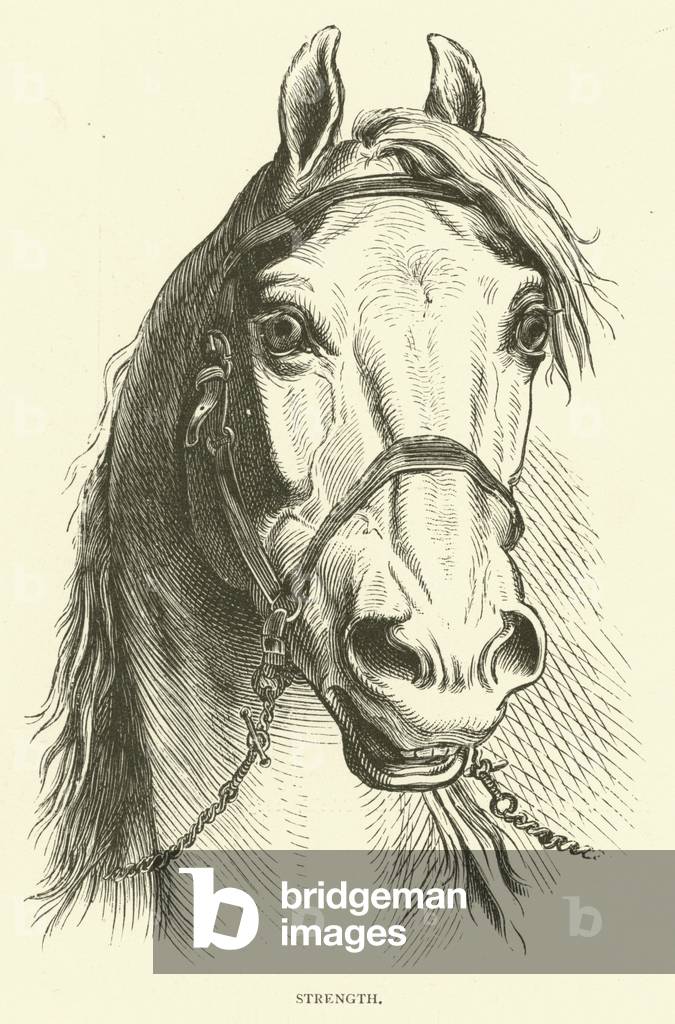 Strength (engraving)