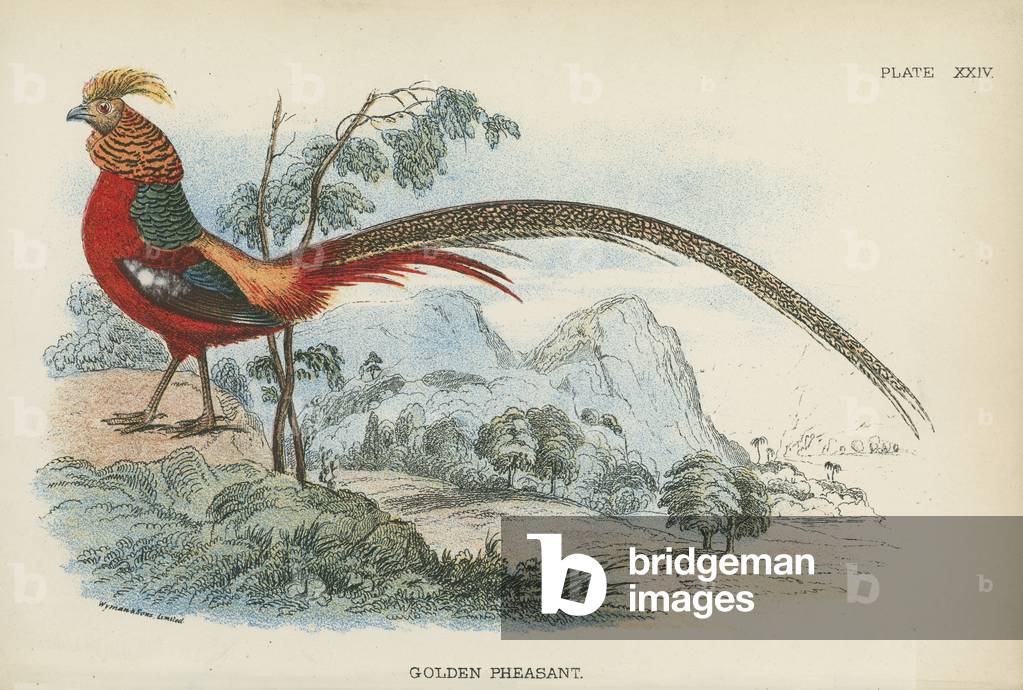 Golden Pheasant