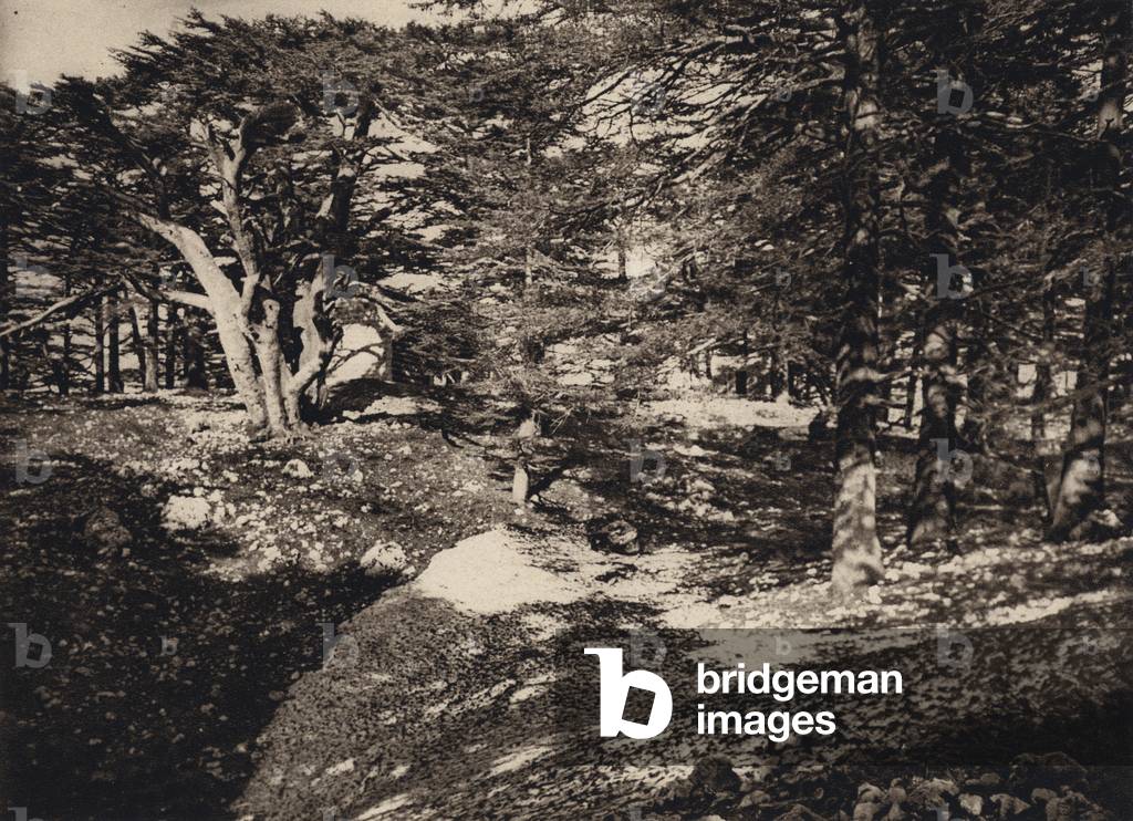 Group of Cedars (b/w photo)