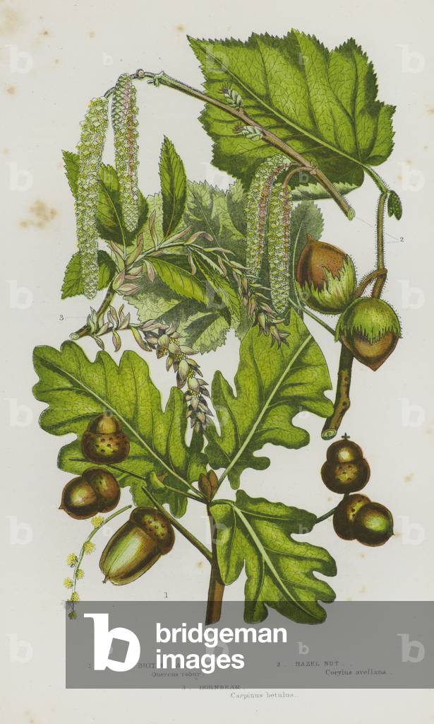 Flowering Plants of Great Britain: Common British Oak, Hazel Nut, Hornbeam (colour litho)
