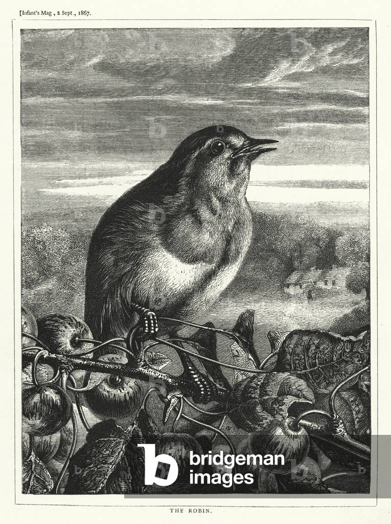 The Robin (engraving)