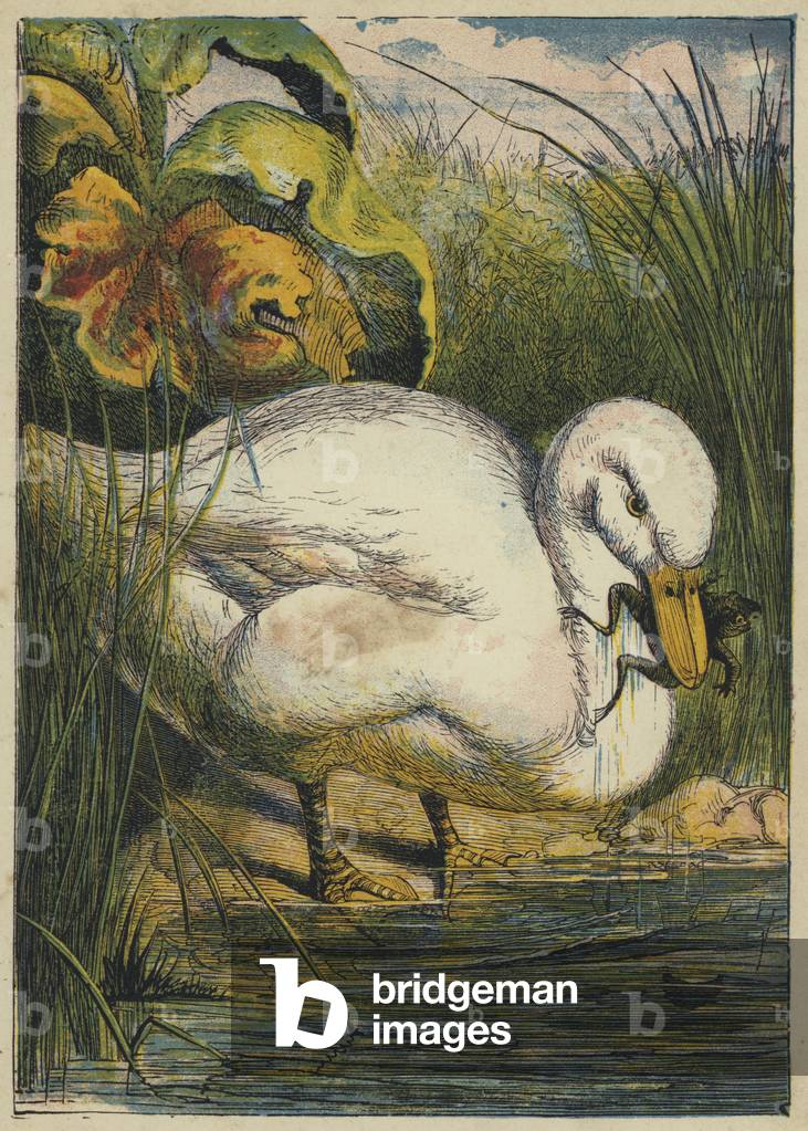Death of Poor Froggy (colour litho)
