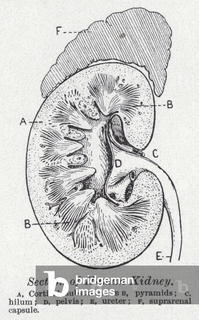 Section of human kidney (litho)