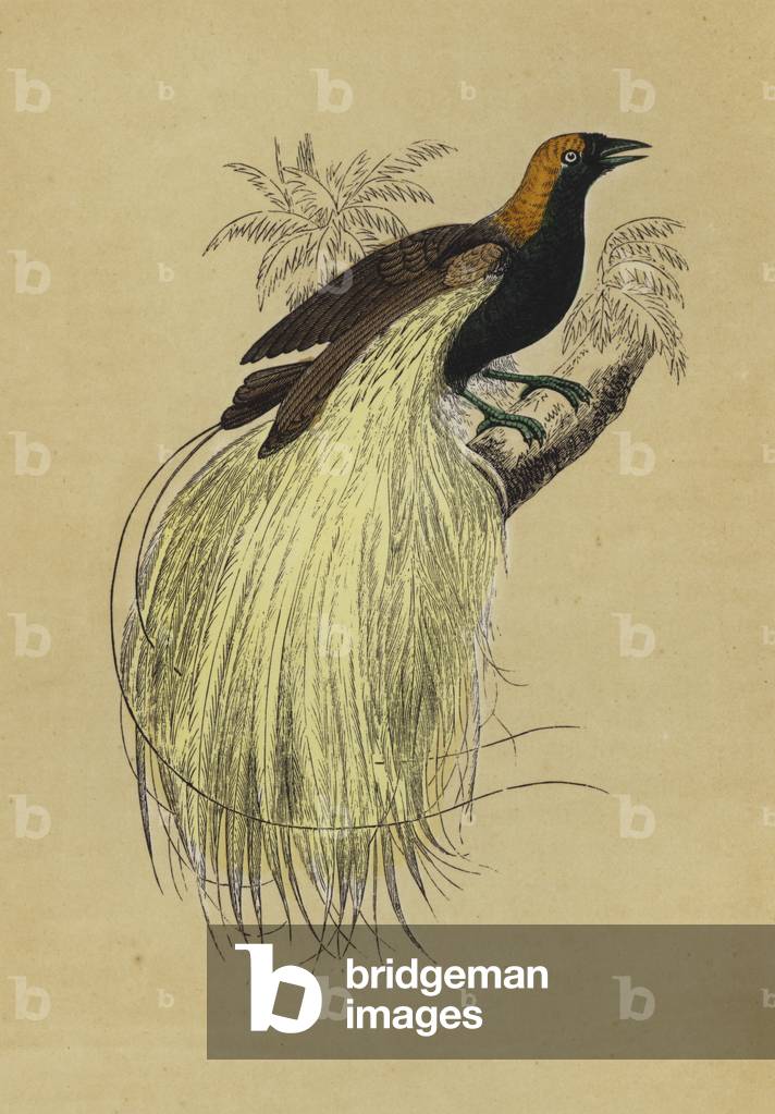 Emerald Bird of Paradise (colour litho)