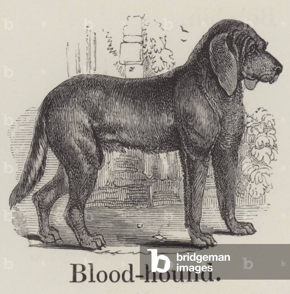 Bloodhound (engraving)