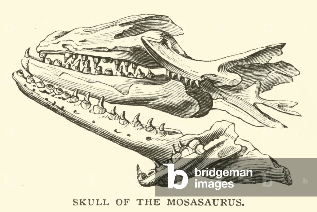 Skull of the Mosasaurus (engraving)