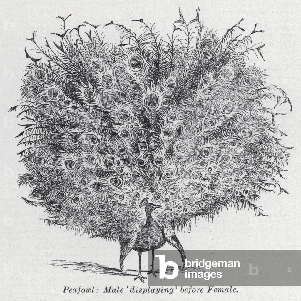 Peafowl, male 'displaying' before female (litho)
