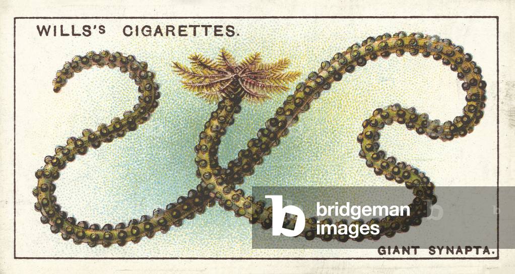 The Giant Synapta, not a worm, but a member of the Sea-Urchin family (chromolitho)