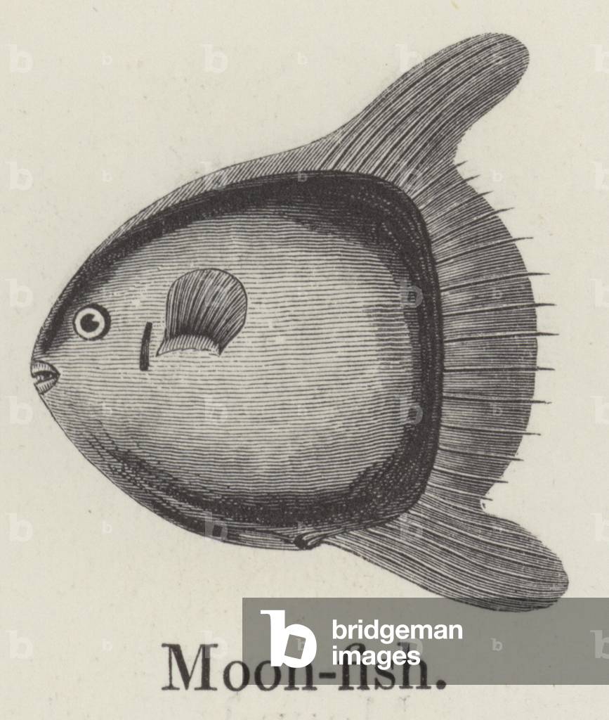 Moonfish (engraving)