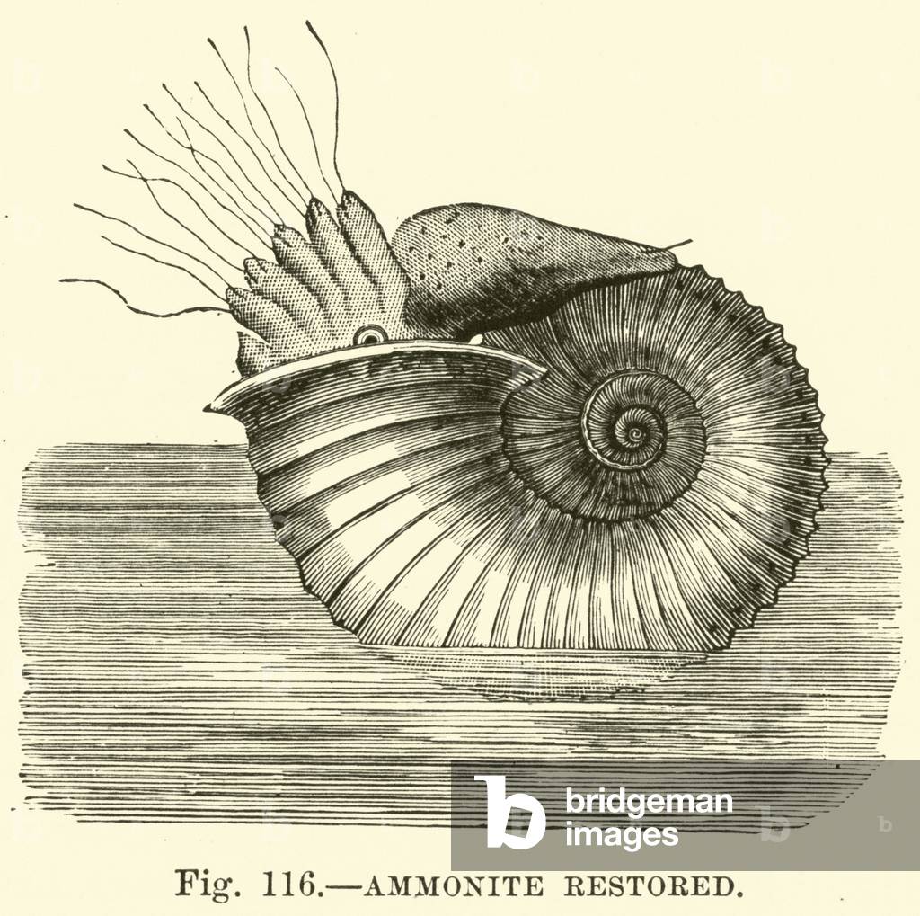 Ammonite restored (engraving)