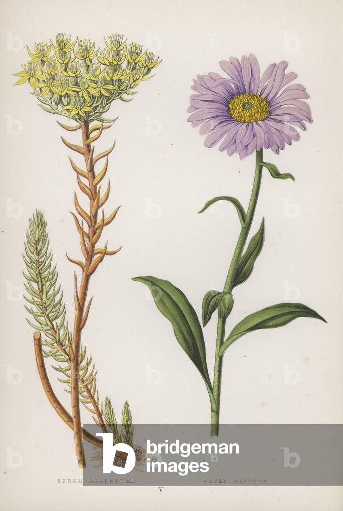 Sedum Reflexum; Aster Alpinus (colour litho)