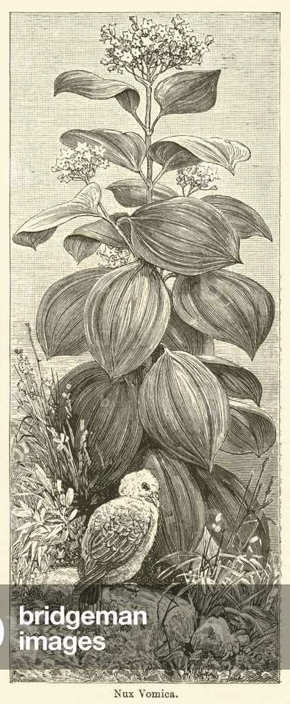 Nux Vomica (engraving)