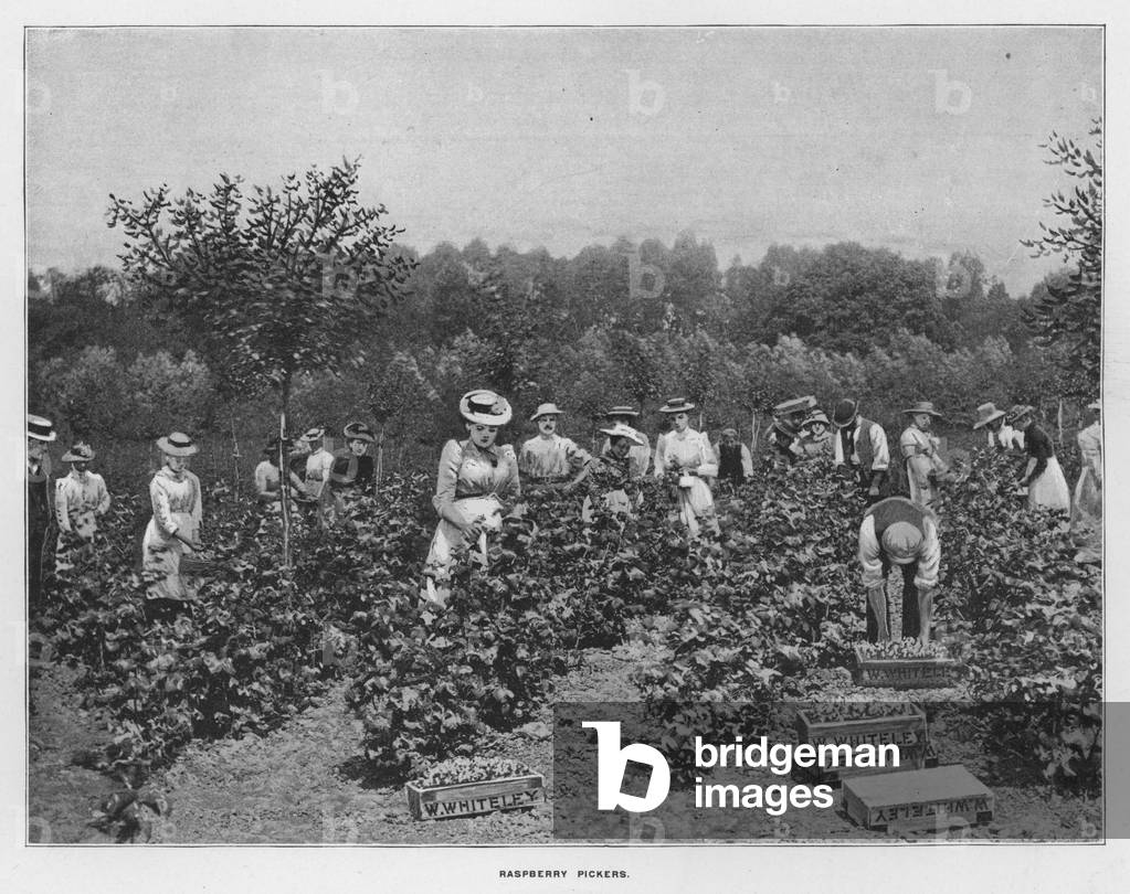 Whiteley's Farms: Raspberry pickers (b/w photo)