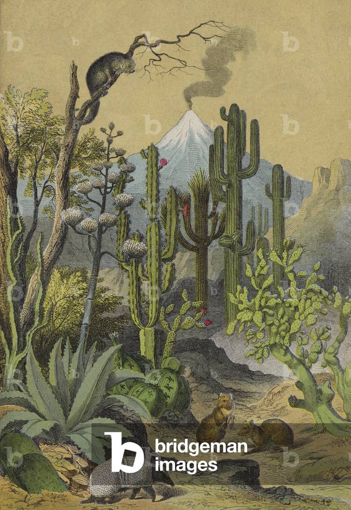 Animals and plants of Mexico (colour litho)