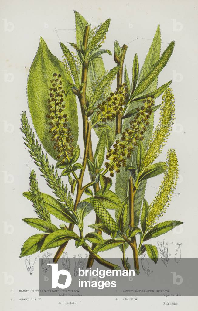 The Flowering Plants of Great Britain, c.1880 (litho)