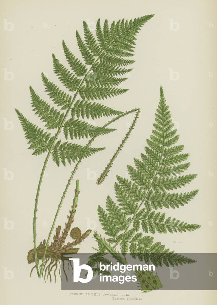 Narrow Prickly Toothed Fern (colour litho)
