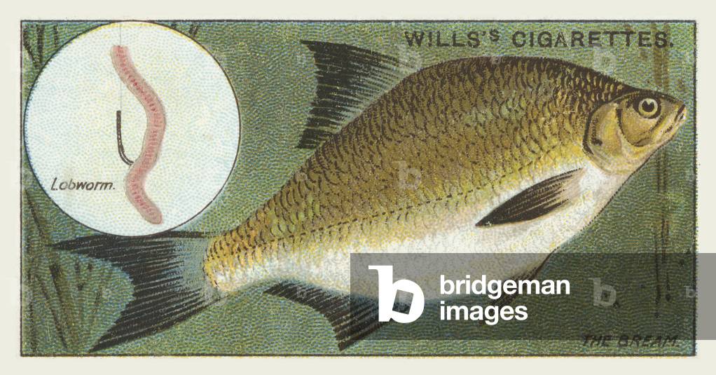 The Bream, Lobworm (chromolitho)