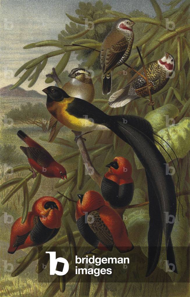 Webervogel (chromolitho)