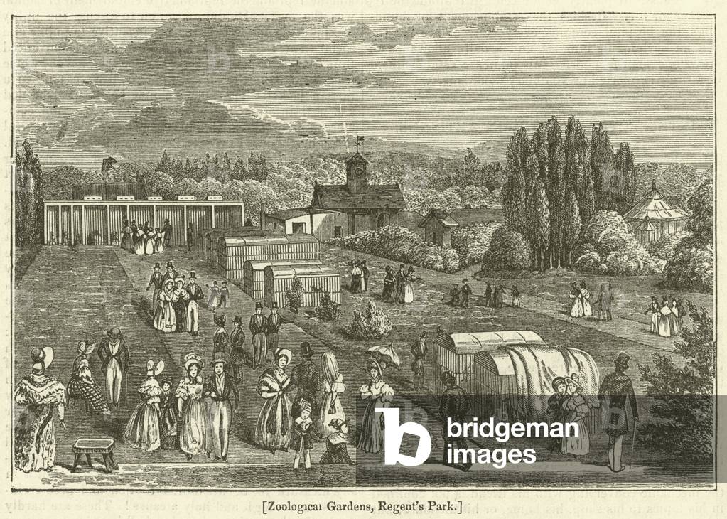 Zoological Gardens, Regent's Park (engraving)