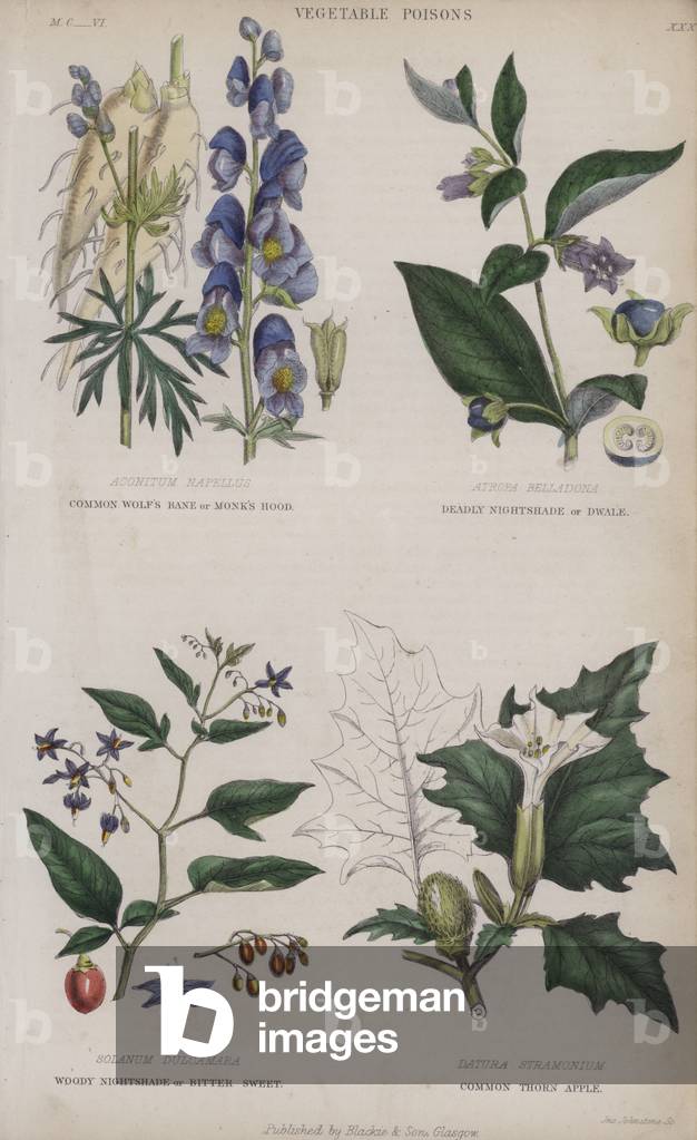 Common Wolf's Bane or Monk's Hood; Deadly Nightshade or Dwale; Woody Nightshade or Bitter Sweet; Common Thorn Apple (coloured engraving)