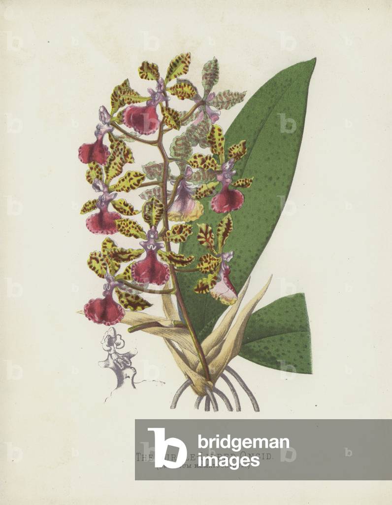 The Purple-Lipped Oncid, Oncidium Haematochilum (chromolitho)