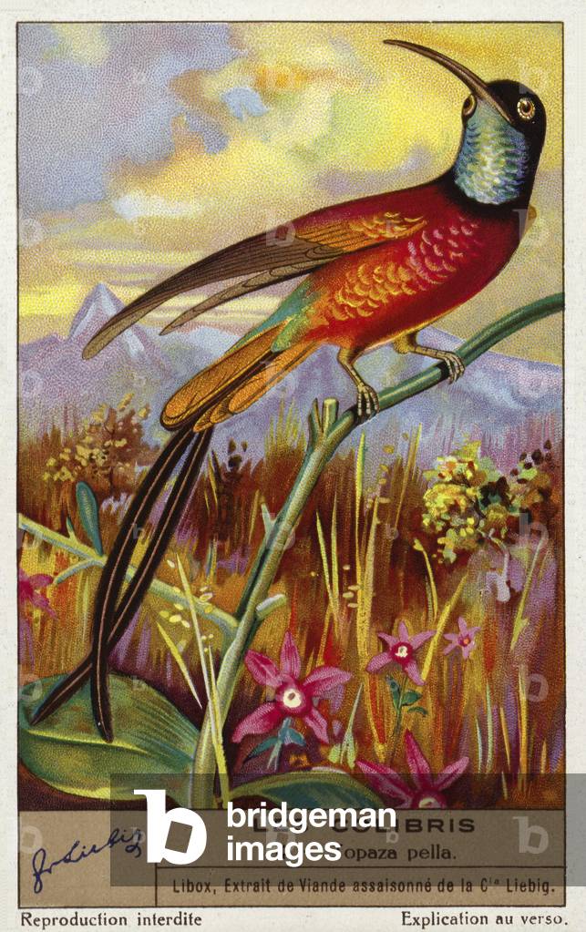 Crimson topaz (Topaza pella) (chromolitho)