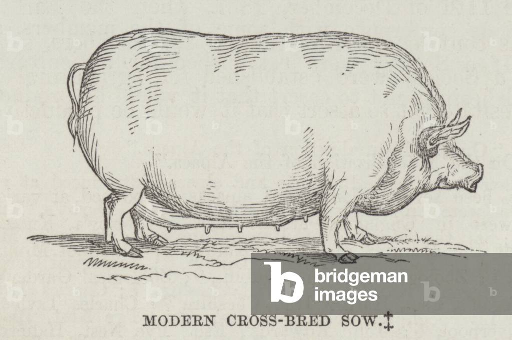 Modern cross-bred sow (engraving)