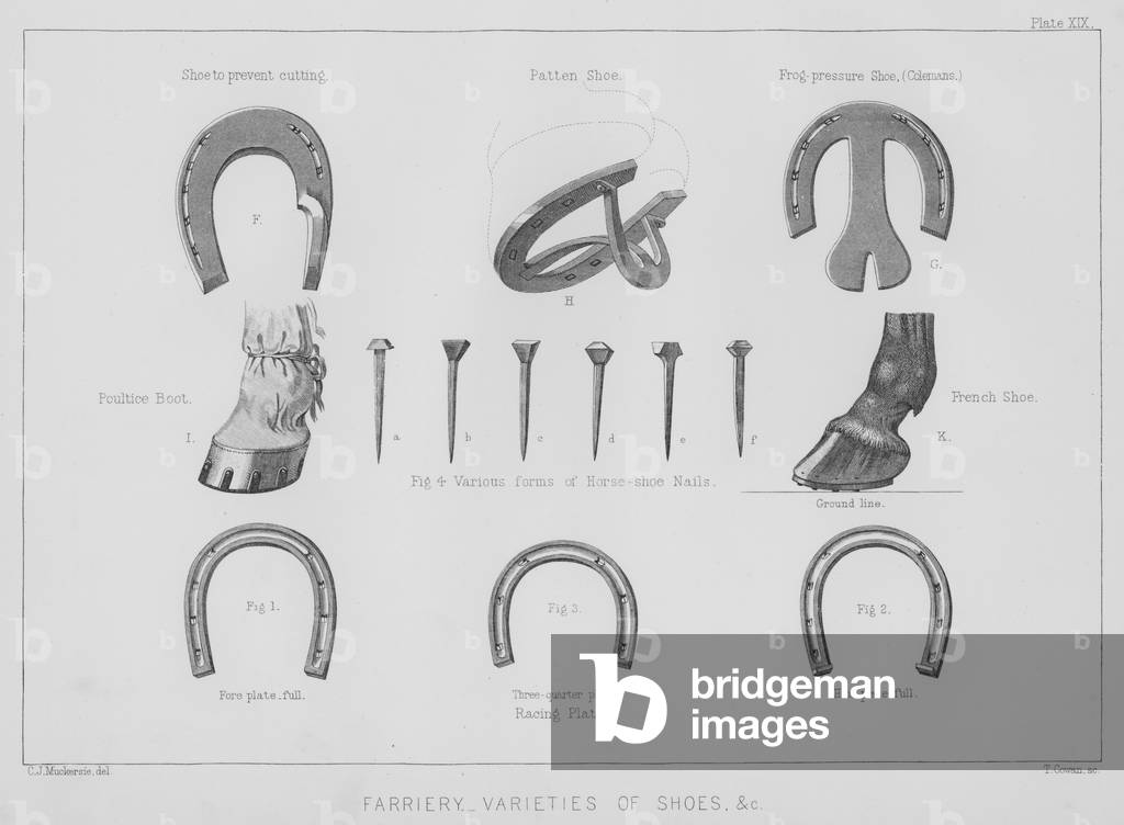 Farriery, varieties of shoes etc (litho)