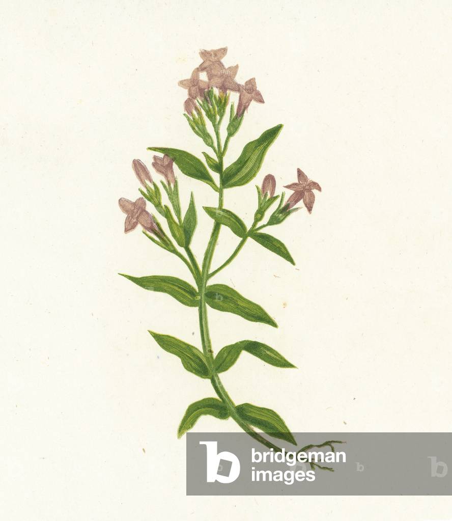 Field Gentian, Gentiana Campestris (colour litho)