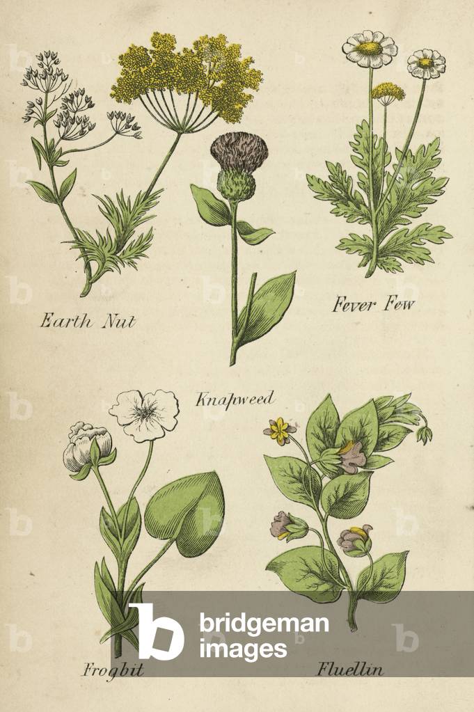 Earth Nut, Fever Few, Knapweed, Frogbit, Fluellin (colour litho)