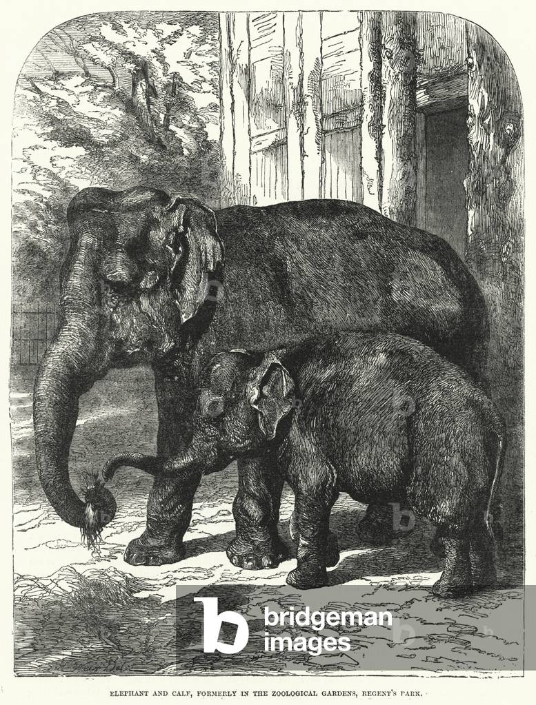 Elephant and Calf, formerly in the Zoological Gardens, Regent's Park (engraving)