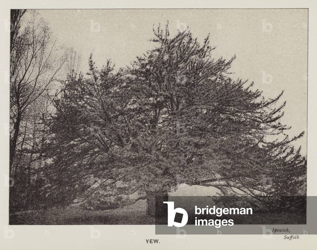 British Trees: Yew, Ipswich, Suffolk (b/w photo)
