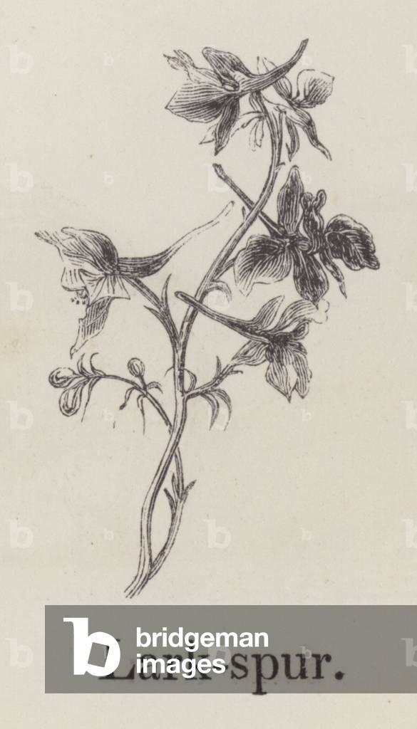 Larkspur (engraving)