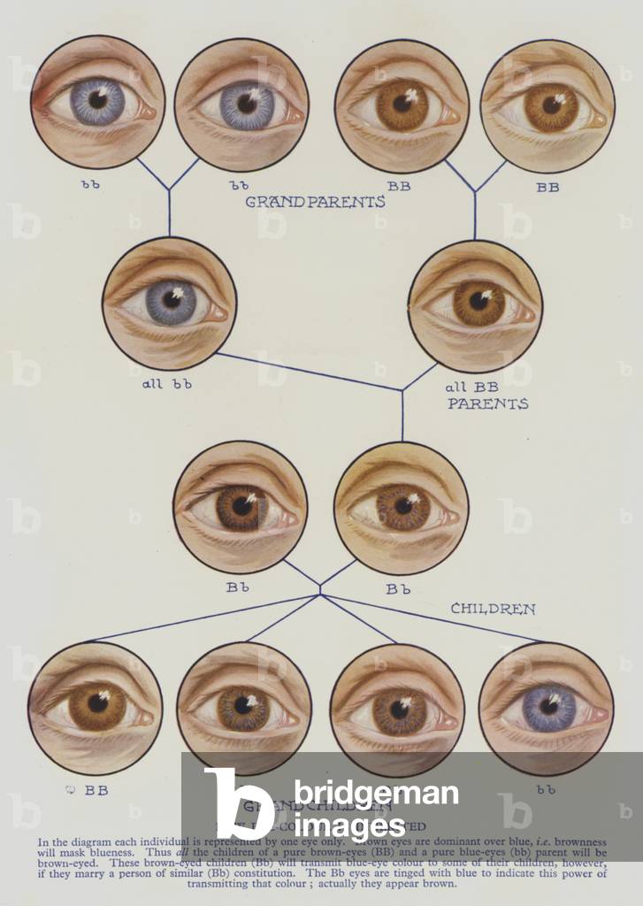 How eye-colour is inherited (colour litho)
