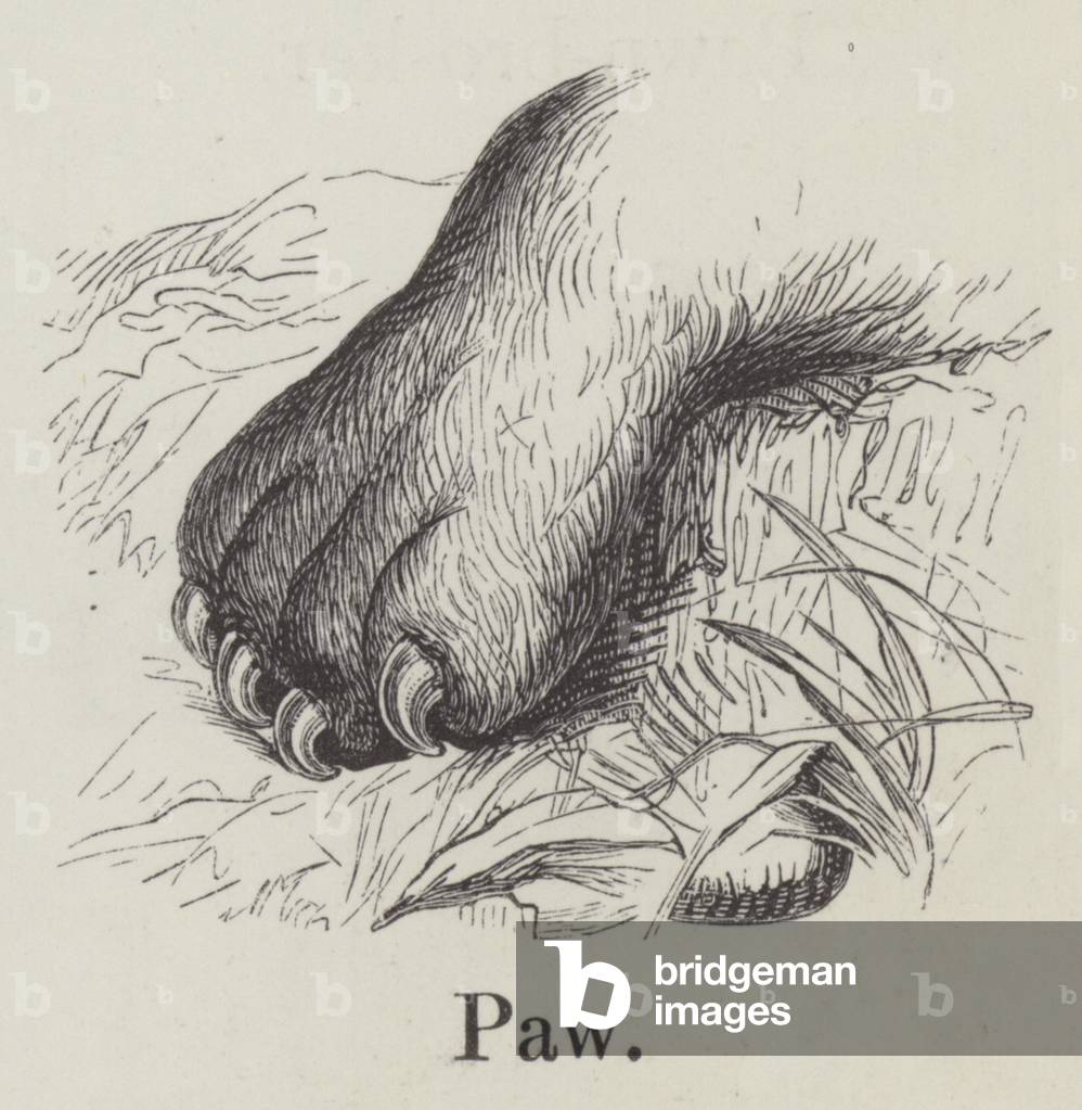 Paw (engraving)