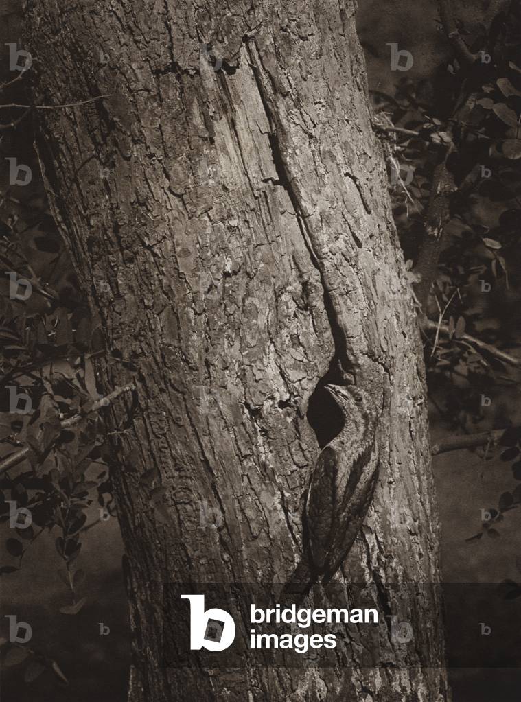 Wryneck at nesting-hole (b/w photo)