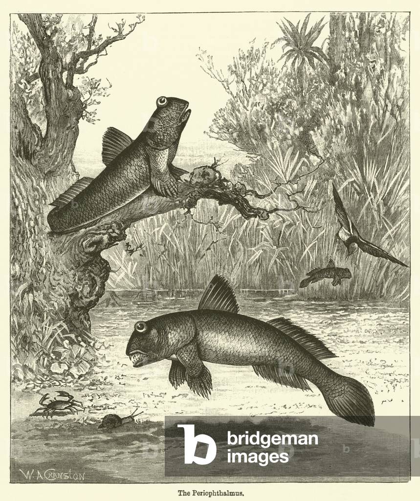 The Periophthalmus (engraving)