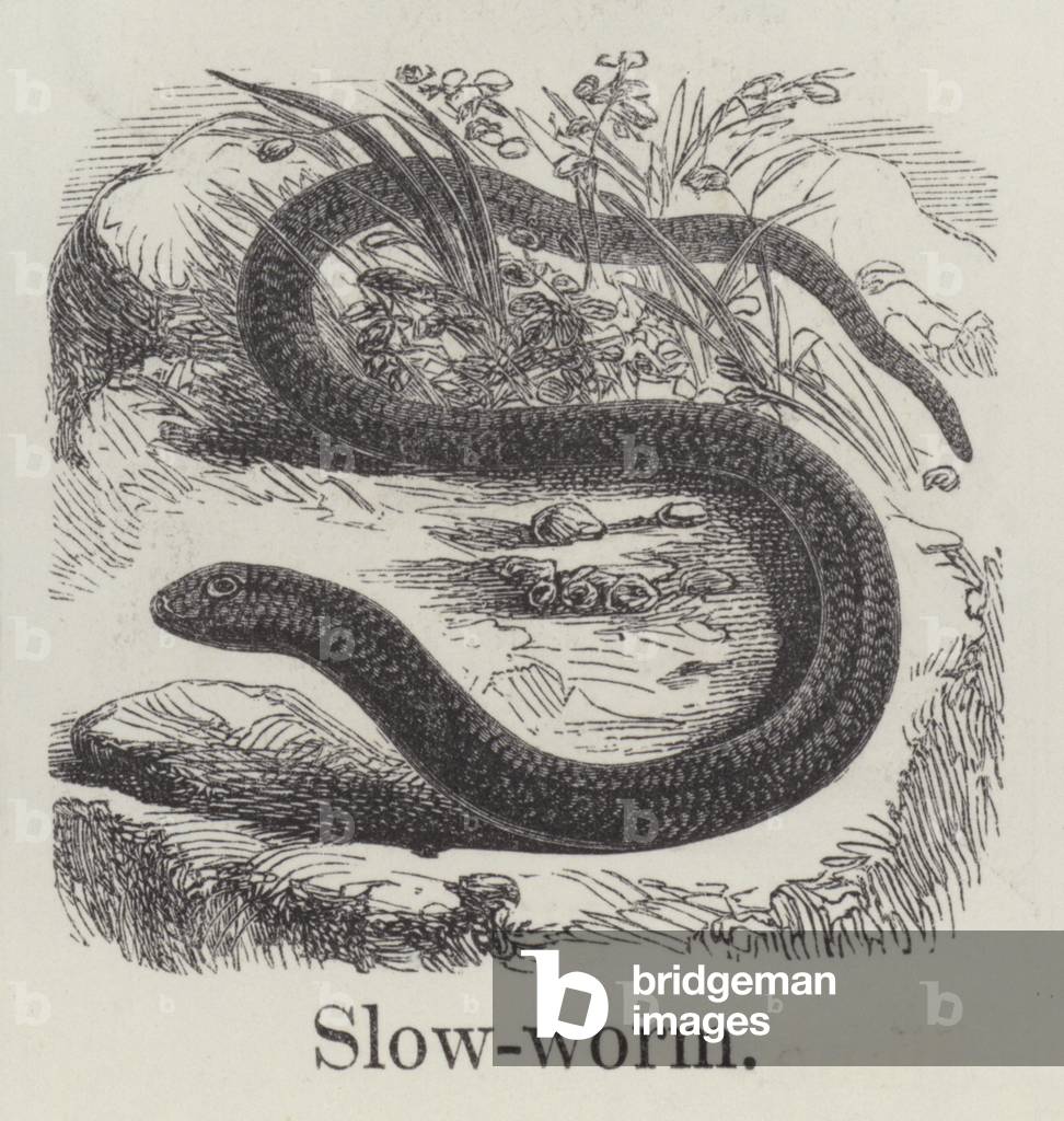Slowworm (engraving)