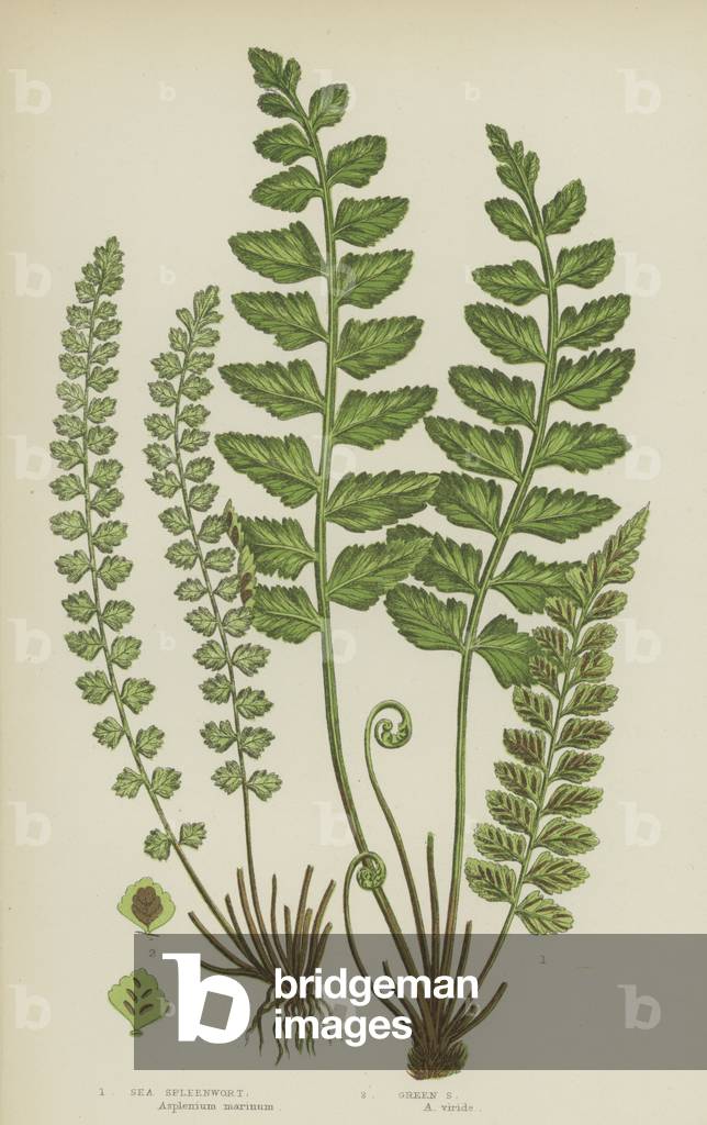 Sea Spleenwort, Green Spleenwort (colour litho)