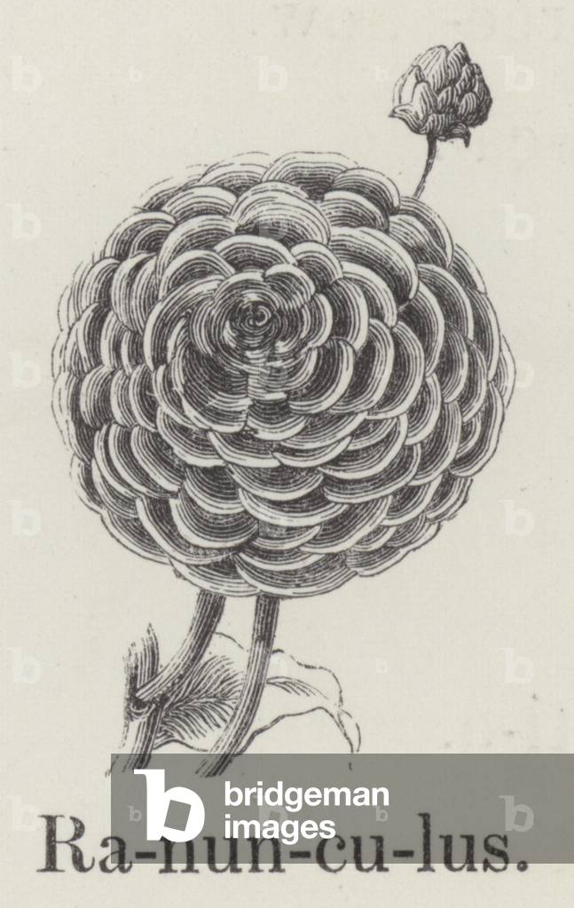 Ranunculus (engraving)