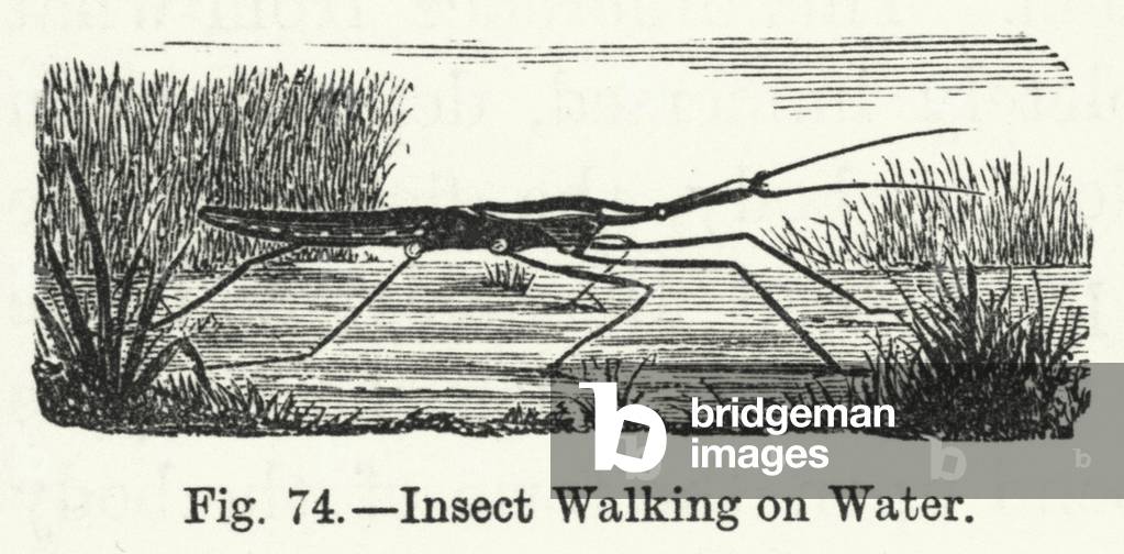 Insect Walking on Water (engraving)