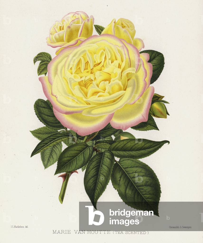 The Rose Garden: Marie Van Houtte, Tea Scented (chromolitho)