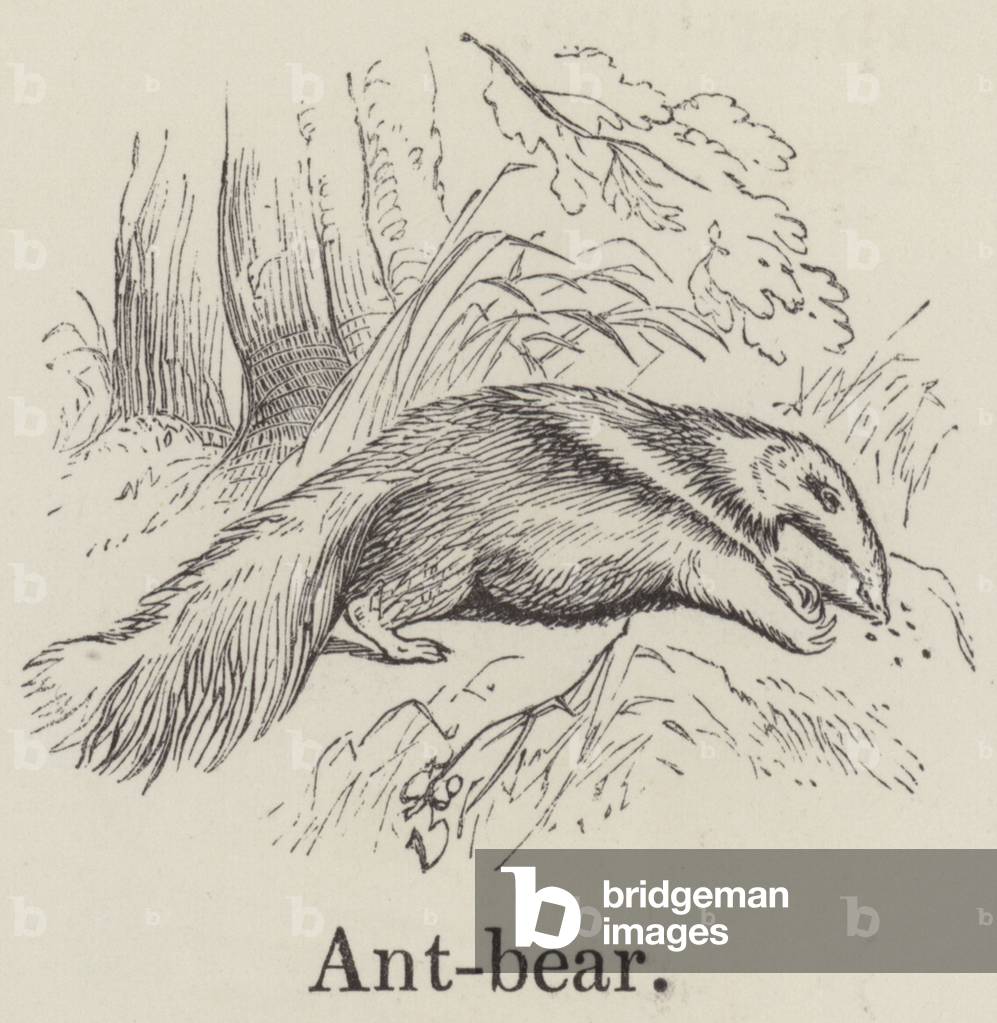 Antbear (engraving)
